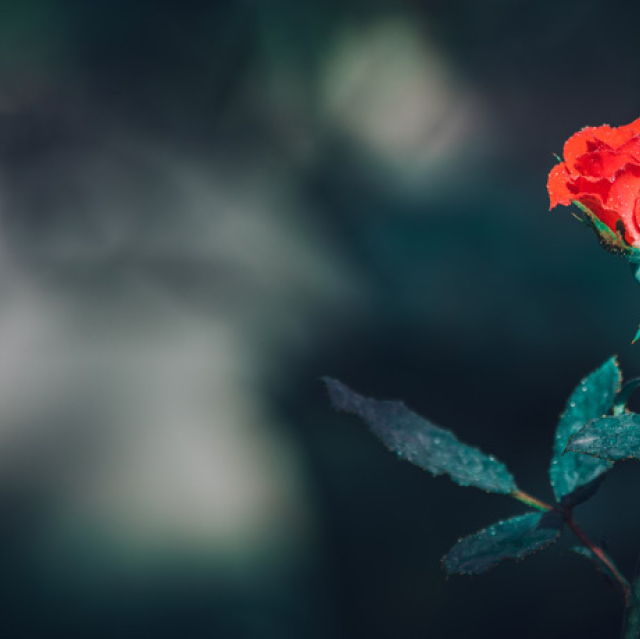 Gaining perspective from the rose, bud, and thorns