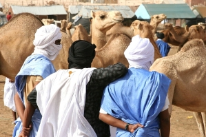 Camel market in Nouakchott, capital of Mauritania. 