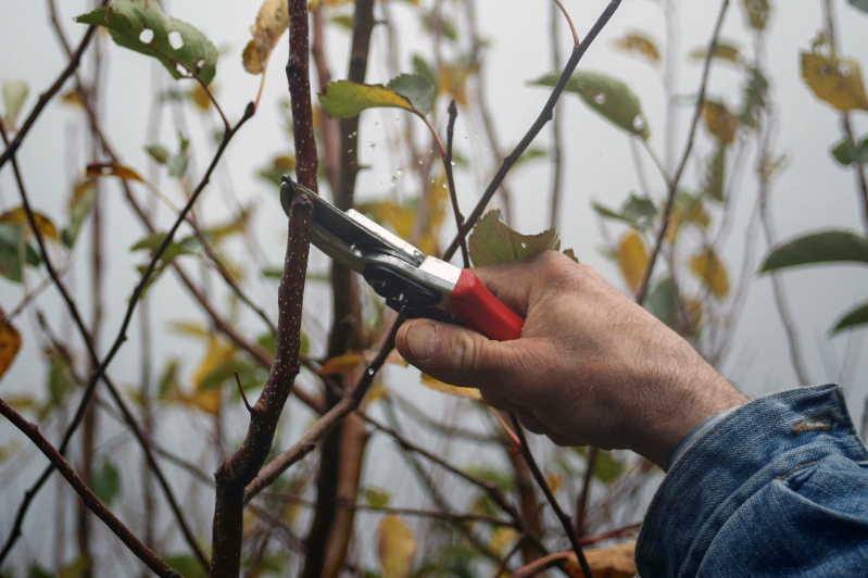 Pruning