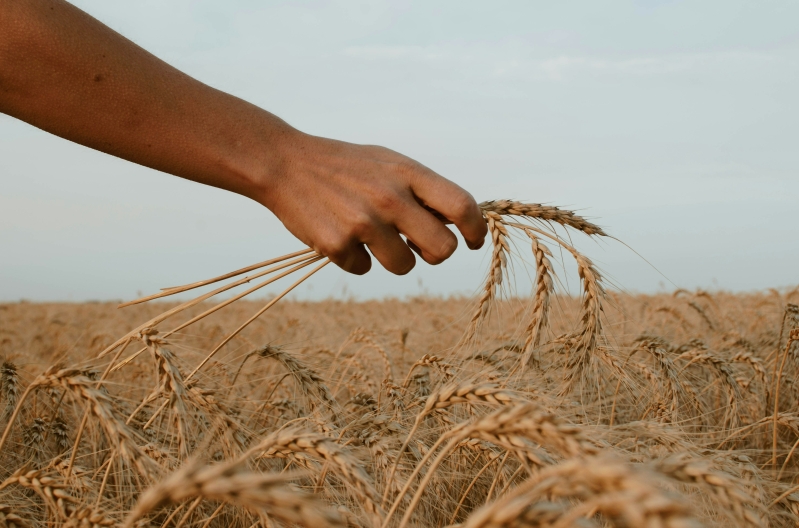 Wheat harvest