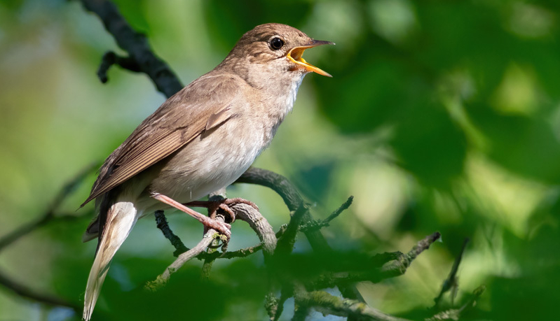 Morning Chorus