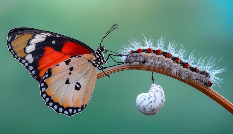 Butterly Transformation