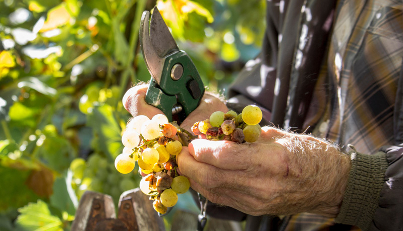 Pruning Grapes