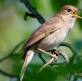 Thanking God for a birdsong awakening