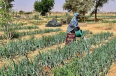 From food aid to food security: How reclaiming the Sahel desert is greening Niger and enhancing livelihoods