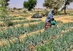 From food aid to food security: How reclaiming the Sahel desert is greening Niger and enhancing livelihoods