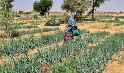 From food aid to food security: How reclaiming the Sahel desert is greening Niger and enhancing livelihoods