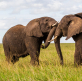 When the elephants fight the grass suffers is an apt analogy for today's geopolitical situation
