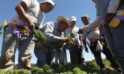 Evangelical body welcomes US pause on deporting immigrant laborers in agriculture and hospitality