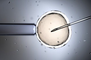 Swiss Evangelical Alliance opposes egg donation plans for women in Switzerland