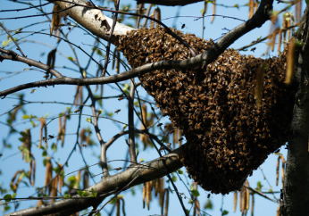 The great bee hug and the power of supportive communities