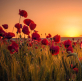 Don't let the tall poppy syndrome ruin your experience of the Kingdom of God