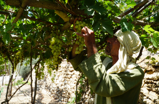 Nazareth Village brings Bible to life in Jesus’ hometown, looks ahead to expansion