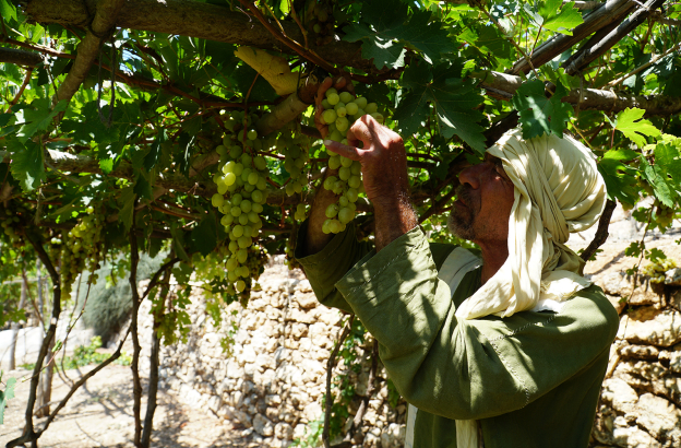 Nazareth Village brings Bible to life in Jesus’ hometown, looks ahead to expansion