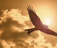 Failed self sufficiency gives way to soaring because of the Lord