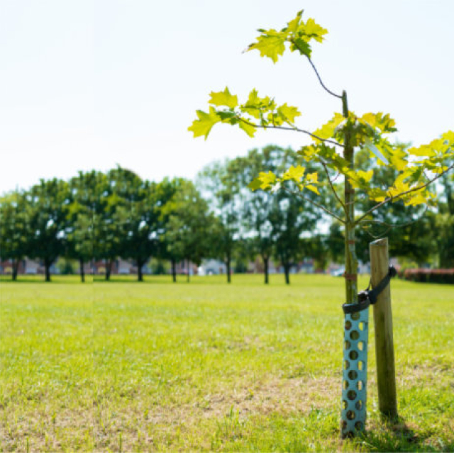 If you want deep roots and maturity, plant the tree today